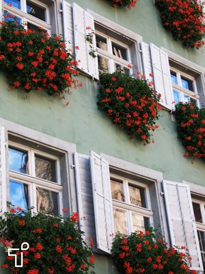 Stadtführer Freiburg: Fenster mit Geranien in der Altstadt