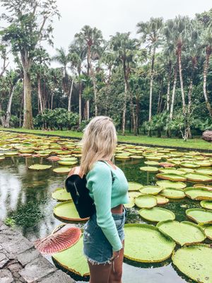 Mauritius Tour Guide: Botanischer Garten von Pampelmousses